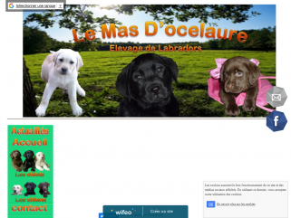 élevage de labradors