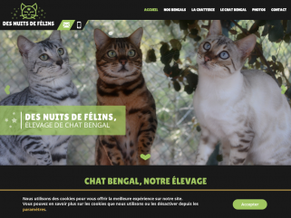 Prix Chaton Bengal