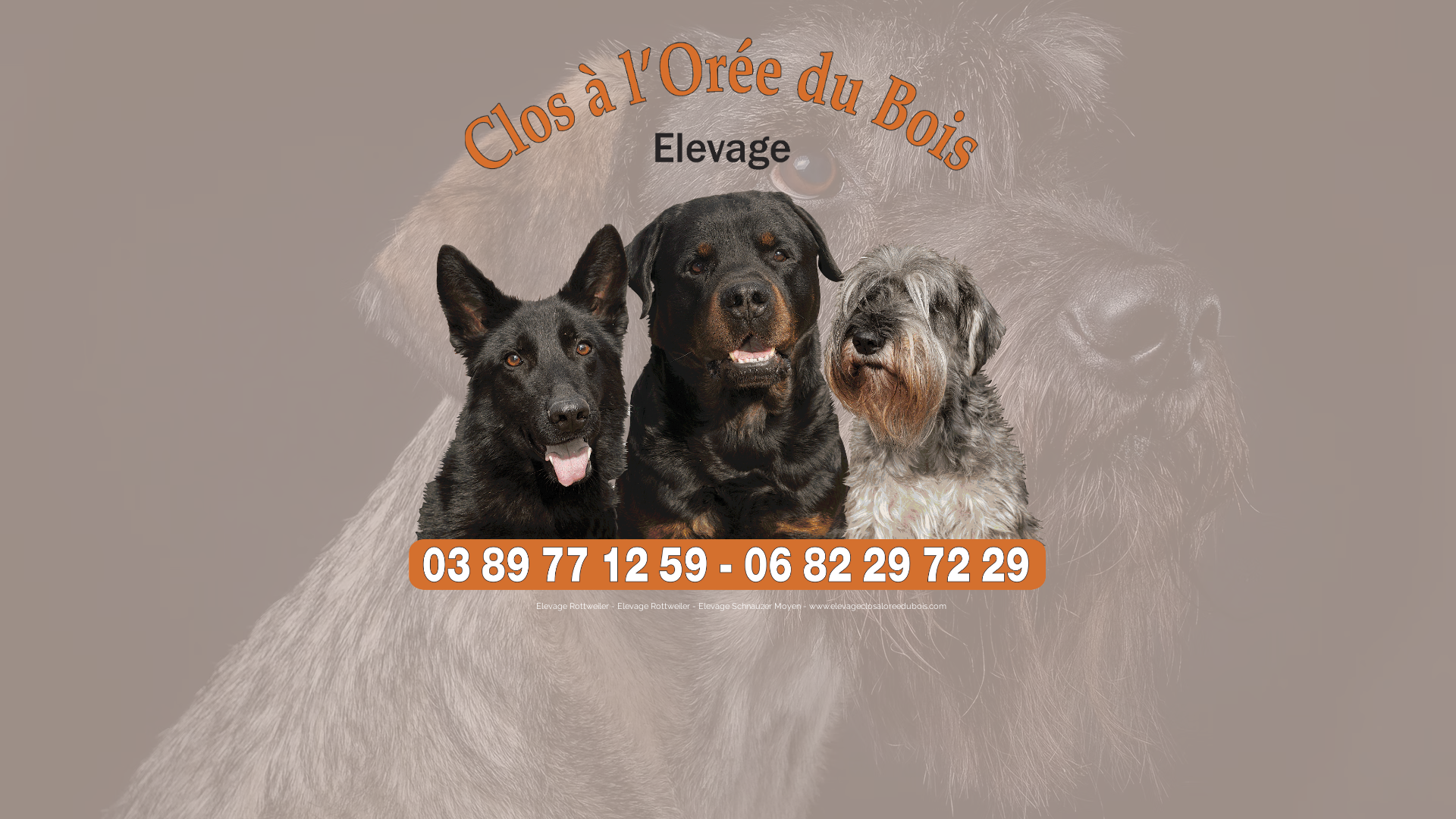 Capture d'écran de Elevage du Clos à l'Orée du Bois