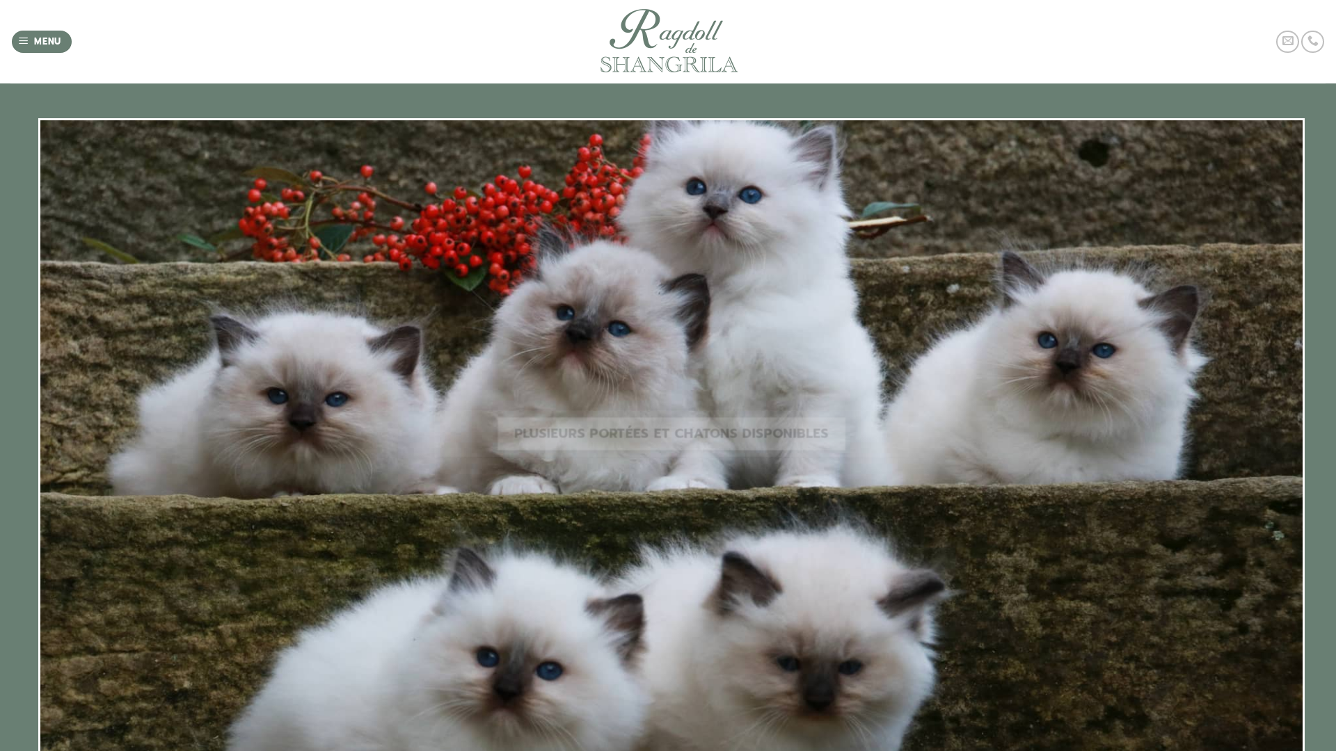 Capture d'écran de Le chat Ragdoll de prestige en France (78)